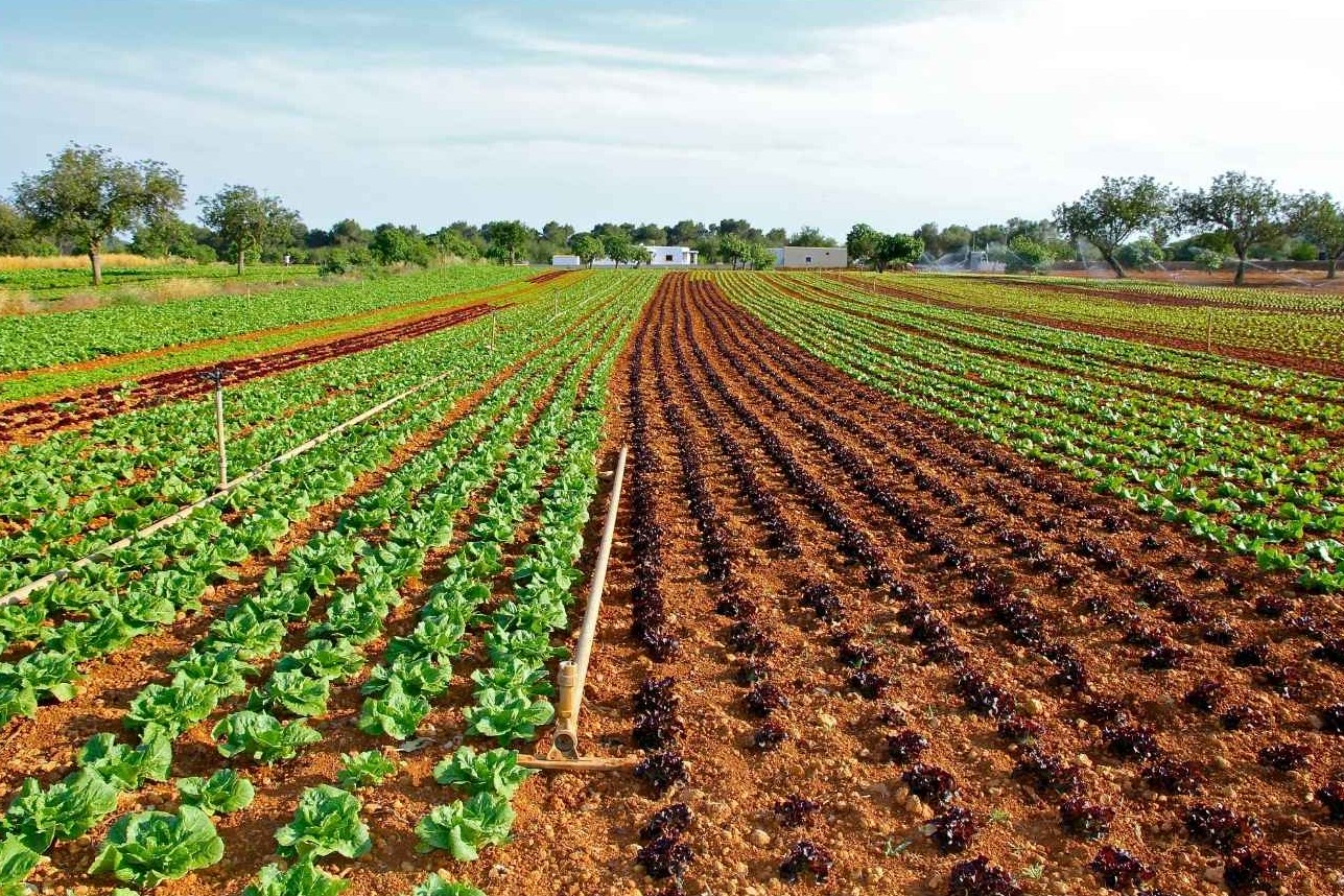Cultivo de café