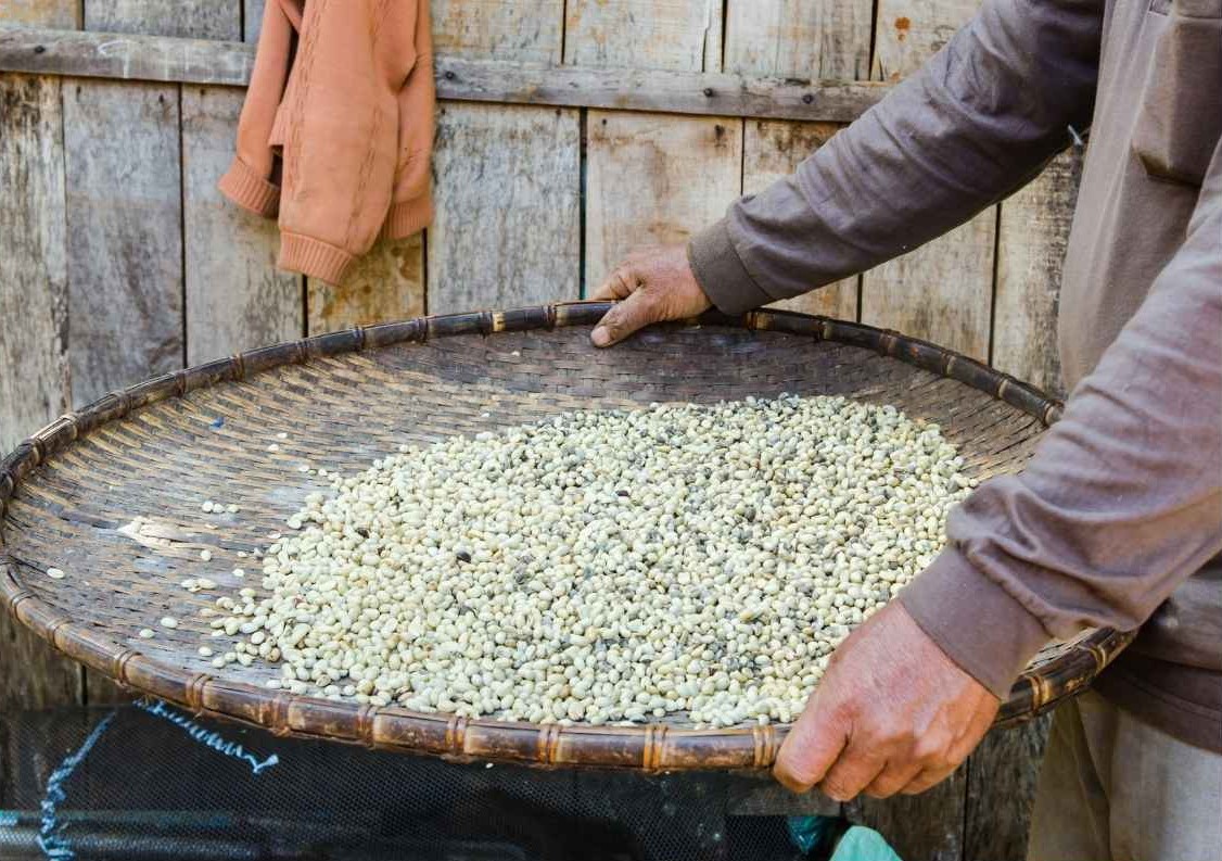 Trillado y seleccion del café